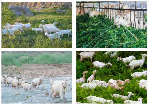 奶源.jpg 奶源.jpg