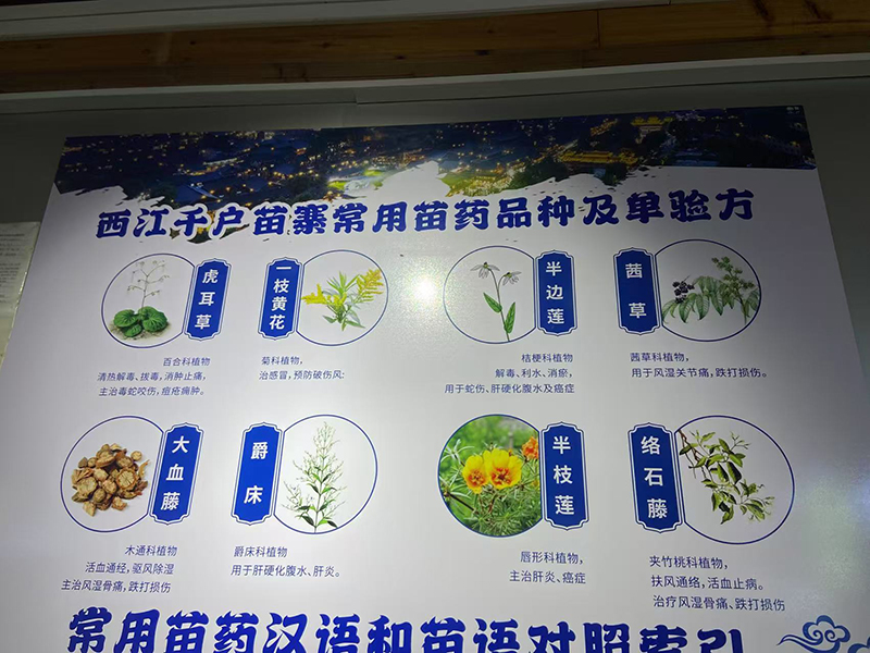 學(xué)習(xí)苗醫(yī)知識.jpg 學(xué)習(xí)苗醫(yī)知識.jpg